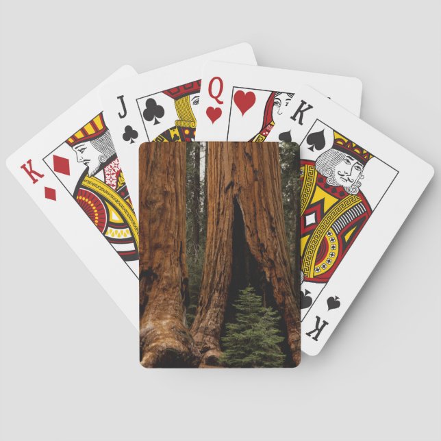 Redwood Trees, Sequoia National Park. Poker Cards (Back)