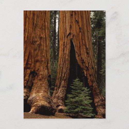 Redwood Trees Sequoia National Park Postcard