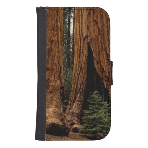 Redwood Trees Sequoia National Park Phone Wallet