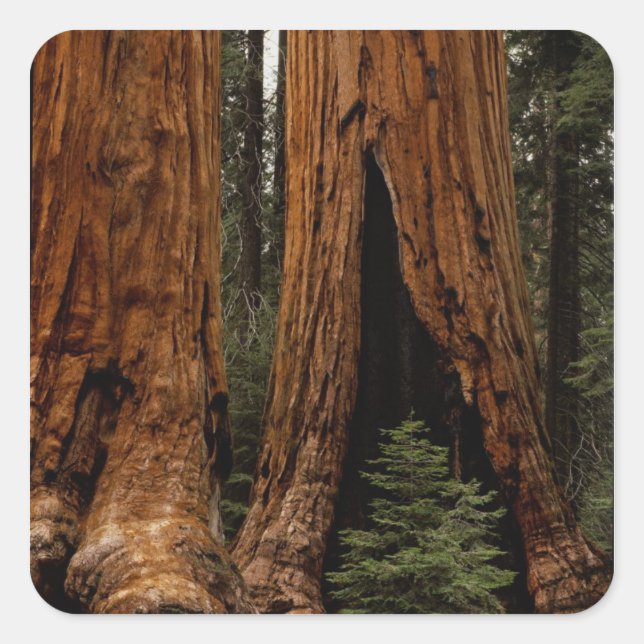 Redwood Trees, Sequoia National Park. Square Sticker (Front)