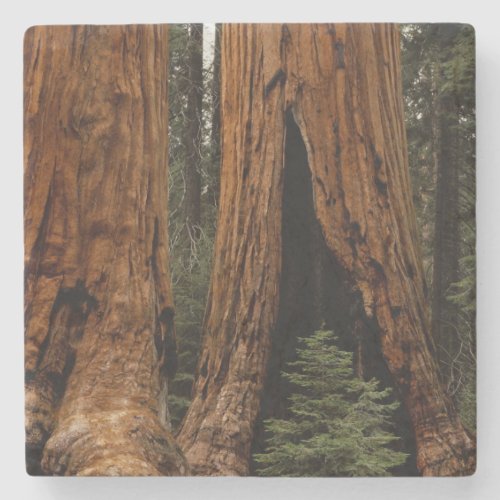Redwood Trees Sequoia National Park Stone Coaster