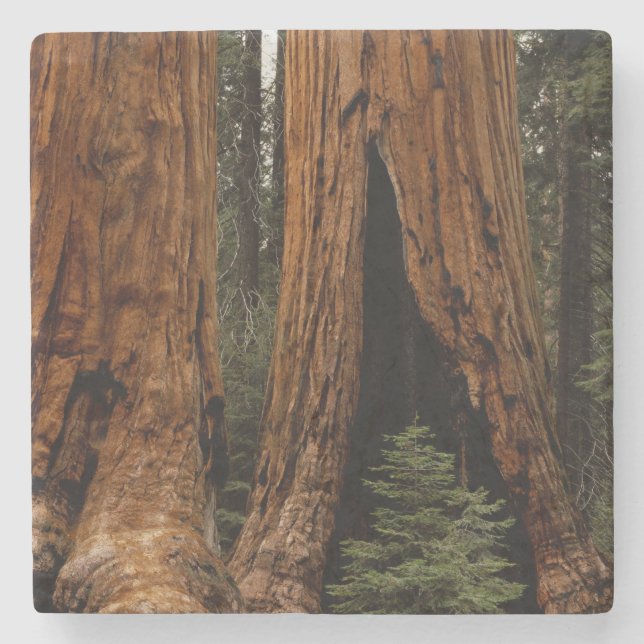 Redwood Trees, Sequoia National Park. Stone Coaster (Front)