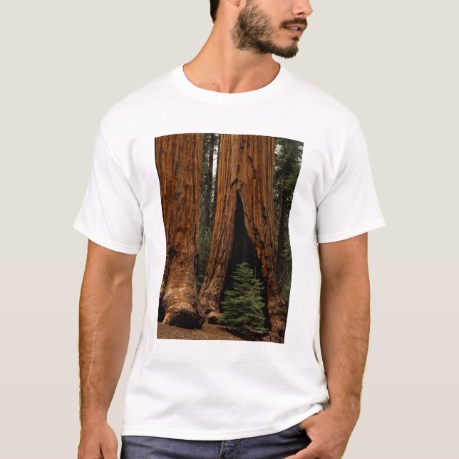 Redwood Trees, Sequoia National Park. T-Shirt (Front)