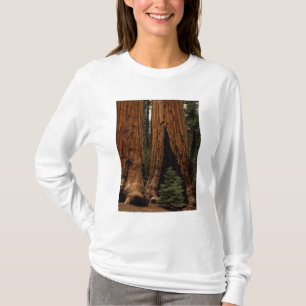 Redwood Trees, Sequoia National Park. T-Shirt