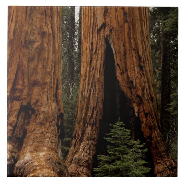 Redwood Trees, Sequoia National Park. Tile (Front)