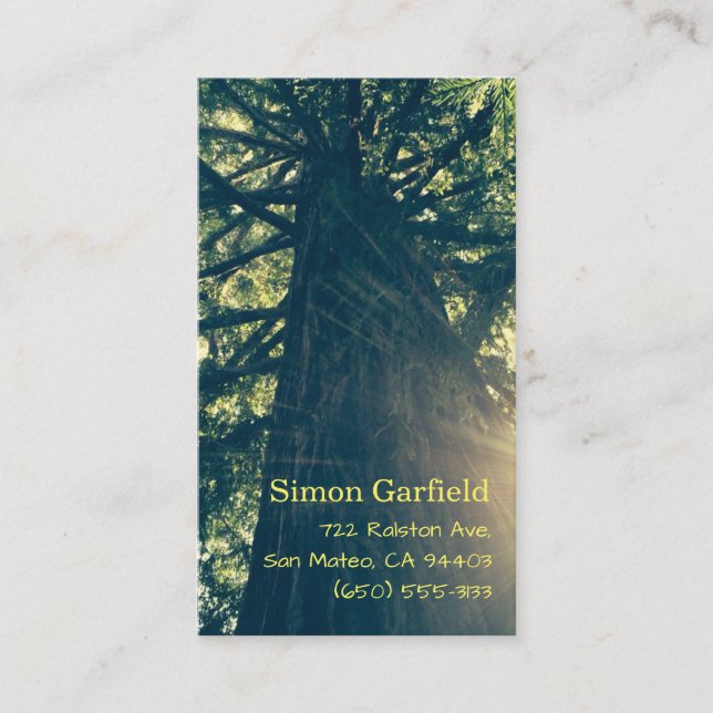 Redwood with Sunbeams Business Cards (Front)