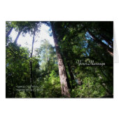 Redwoods (Front Horizontal)