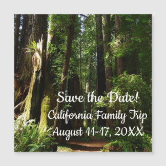 Redwoods and Ferns at Redwood National Park