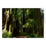 Redwoods and Ferns at Redwood National Park