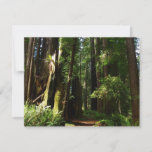 Redwoods and Ferns at Redwood National Park