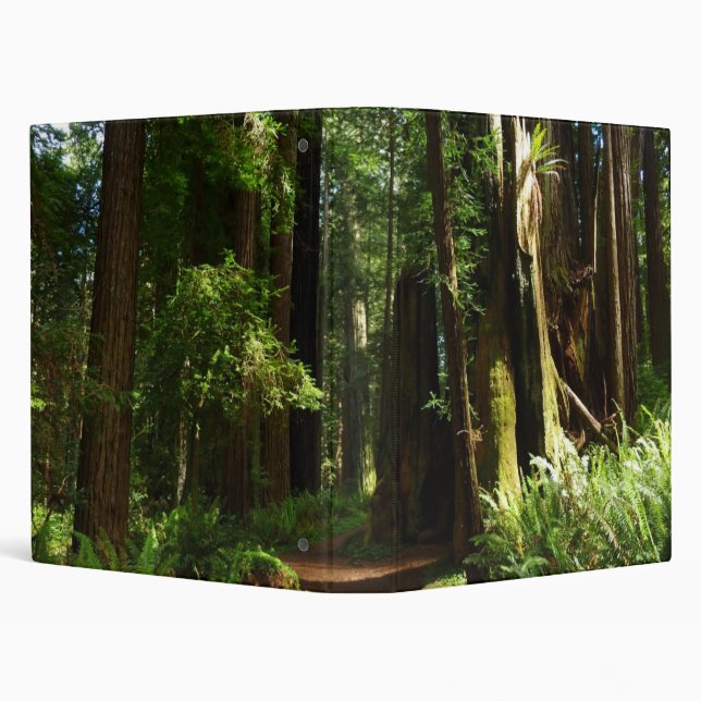 Redwoods and Ferns at Redwood National Park 3 Ring Binder (Background)