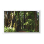 Redwoods and Ferns at Redwood National Park Acrylic Tray