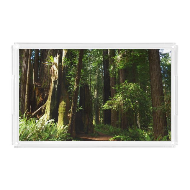Redwoods and Ferns at Redwood National Park Acrylic Tray (Front)