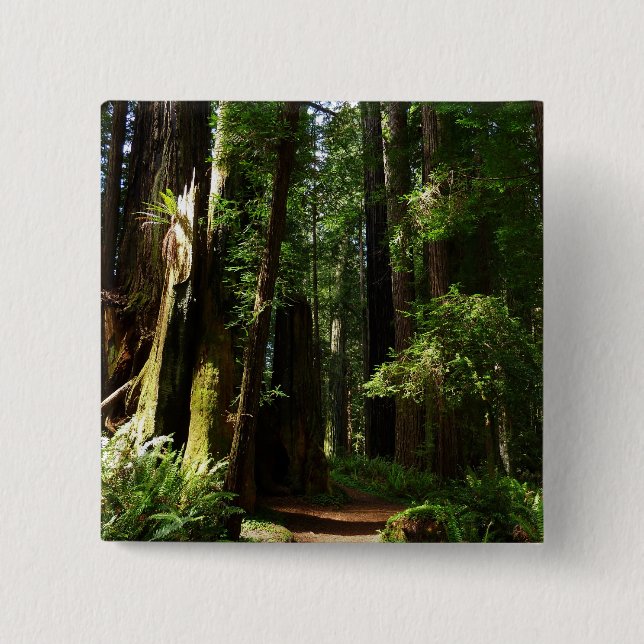 Redwoods and Ferns at Redwood National Park Button (Front)