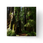 Redwoods and Ferns at Redwood National Park Button
