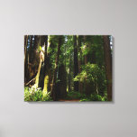 Redwoods and Ferns at Redwood National Park Canvas Print