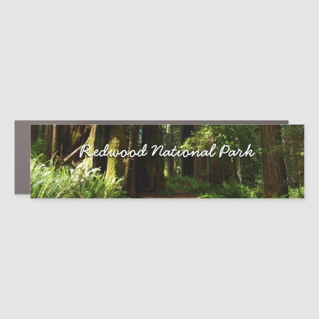 Redwoods and Ferns at Redwood National Park Car Magnet (Front)