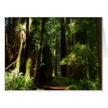 Redwoods and Ferns at Redwood National Park Card
