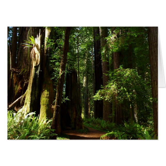 Redwoods and Ferns at Redwood National Park Card (Front Horizontal)
