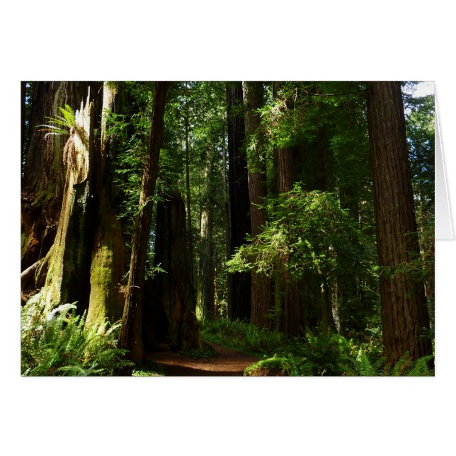 Redwoods and Ferns at Redwood National Park Cards (Front Horizontal)