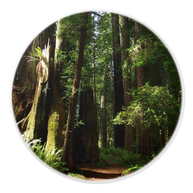 Redwoods and Ferns at Redwood National Park Ceramic Knob (Front)