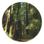Redwoods and Ferns at Redwood National Park Classic Round Sticker