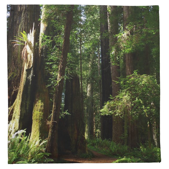 Redwoods and Ferns at Redwood National Park Cloth Napkin (Front)