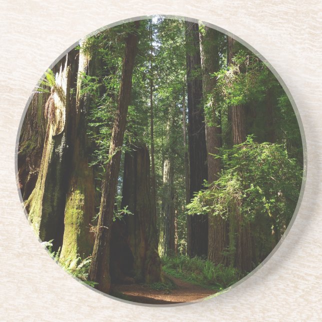 Redwoods and Ferns at Redwood National Park Coaster (Front)