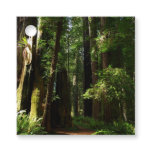 Redwoods and Ferns at Redwood National Park Favor Tags