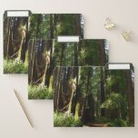 Redwoods and Ferns at Redwood National Park File Folder
