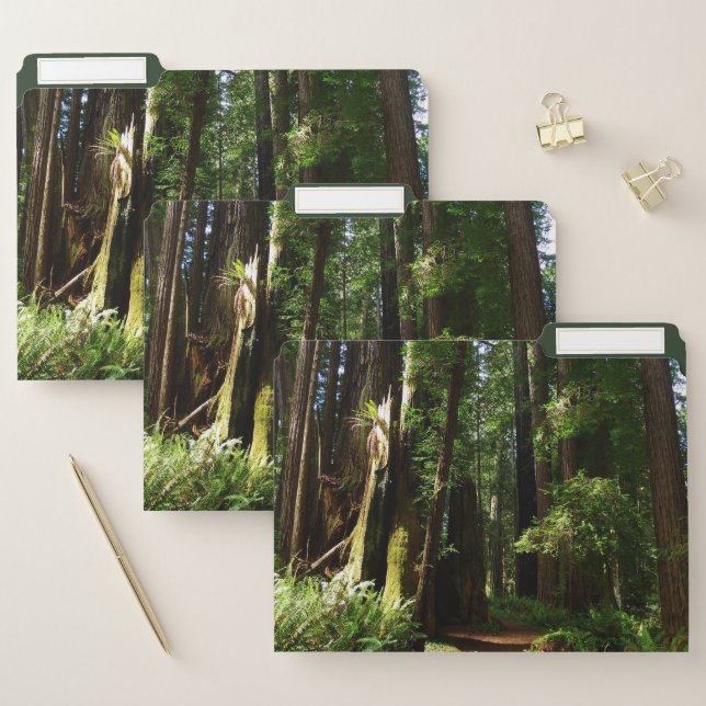 Redwoods and Ferns at Redwood National Park File Folder (Set)