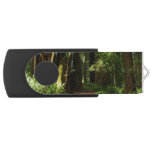 Redwoods and Ferns at Redwood National Park Flash Drive