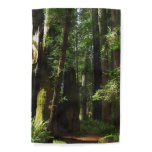 Redwoods and Ferns at Redwood National Park Garden Flag