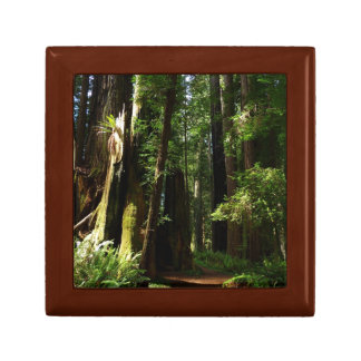 Redwoods and Ferns at Redwood National Park Gift Box