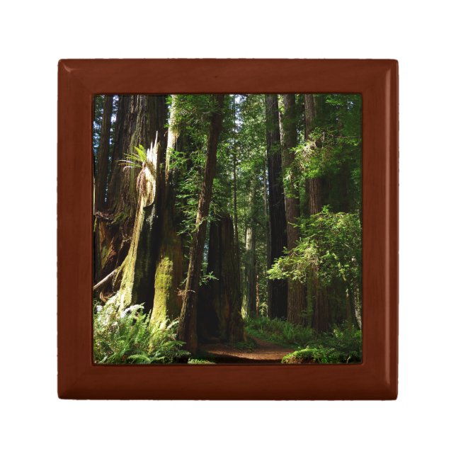 Redwoods and Ferns at Redwood National Park Gift Box (Front)