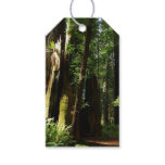 Redwoods and Ferns at Redwood National Park Gift Tags