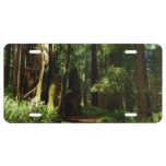 Redwoods and Ferns at Redwood National Park License Plate