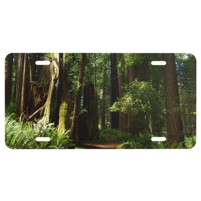 Redwoods and Ferns at Redwood National Park License Plate (Front)