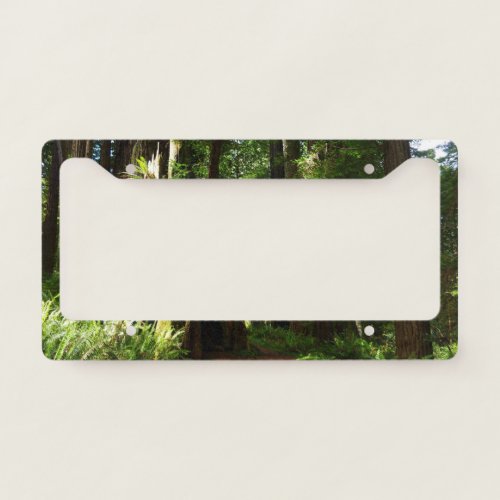 Redwoods and Ferns at Redwood National Park License Plate Frame