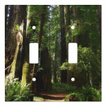 Redwoods and Ferns at Redwood National Park Light Switch Cover