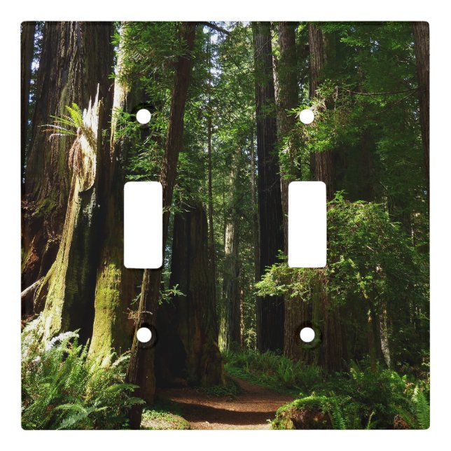 Redwoods and Ferns at Redwood National Park Light Switch Cover (Front)