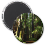 Redwoods and Ferns at Redwood National Park Magnet