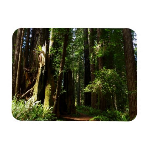 Redwoods and Ferns at Redwood National Park Magnet