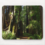 Redwoods and Ferns at Redwood National Park Mouse Pad