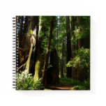 Redwoods and Ferns at Redwood National Park Notebook