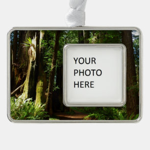 Redwoods and Ferns at Redwood National Park Ornament