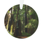 Redwoods and Ferns at Redwood National Park Ornament