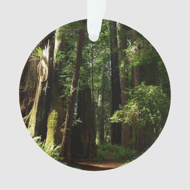 Redwoods and Ferns at Redwood National Park Ornament (Front)