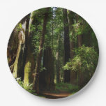 Redwoods and Ferns at Redwood National Park Paper Plates