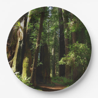 Redwoods and Ferns at Redwood National Park Paper Plates